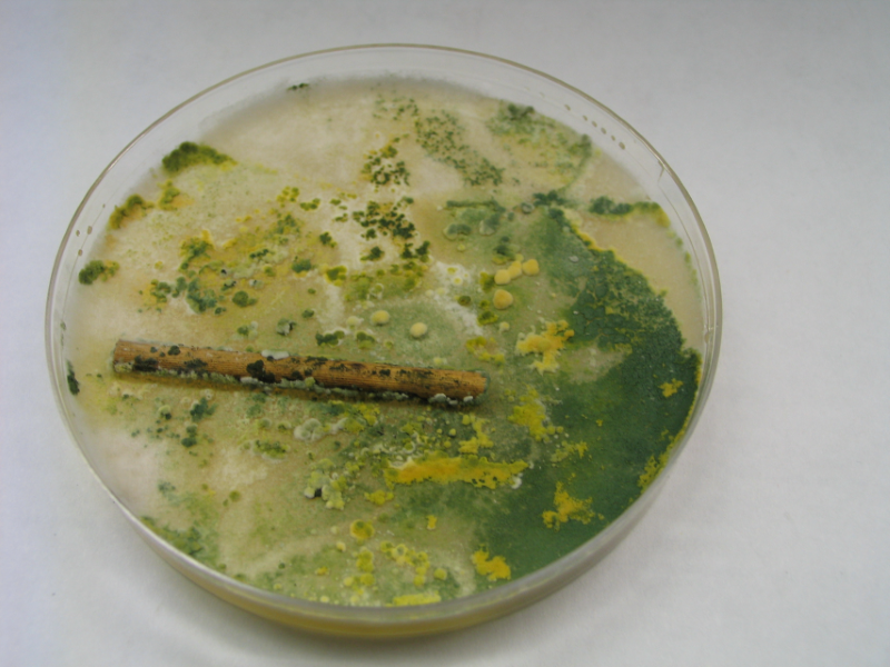 Bild 1: Pilze wachsen aus Sporen auch Algen, Moose und Flechten